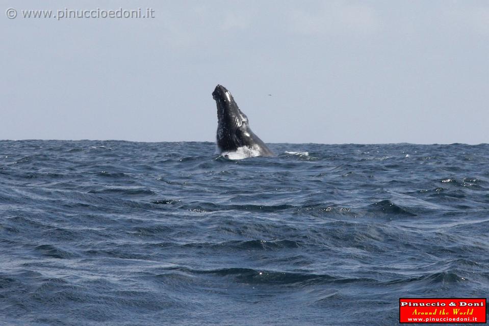 ECUADOR - Whale watching in Puerto Lopez - 11.jpg